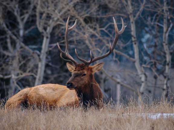 Bull Elk CR Jeff Lewisphotography large