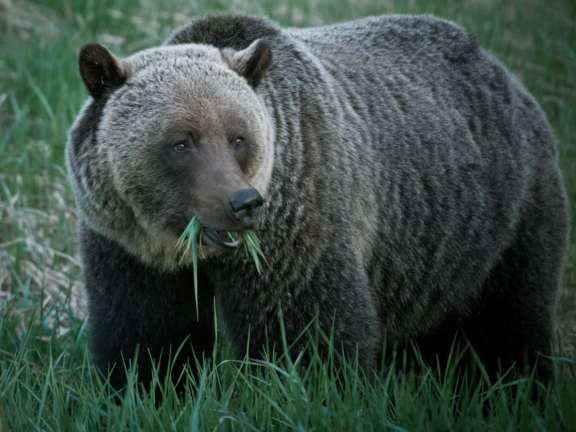 Grizzly Bear Eating CR Jeff Bartlett large